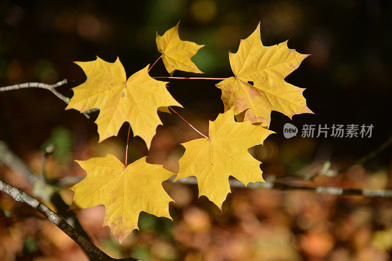 树枝上金灿灿的秋叶。