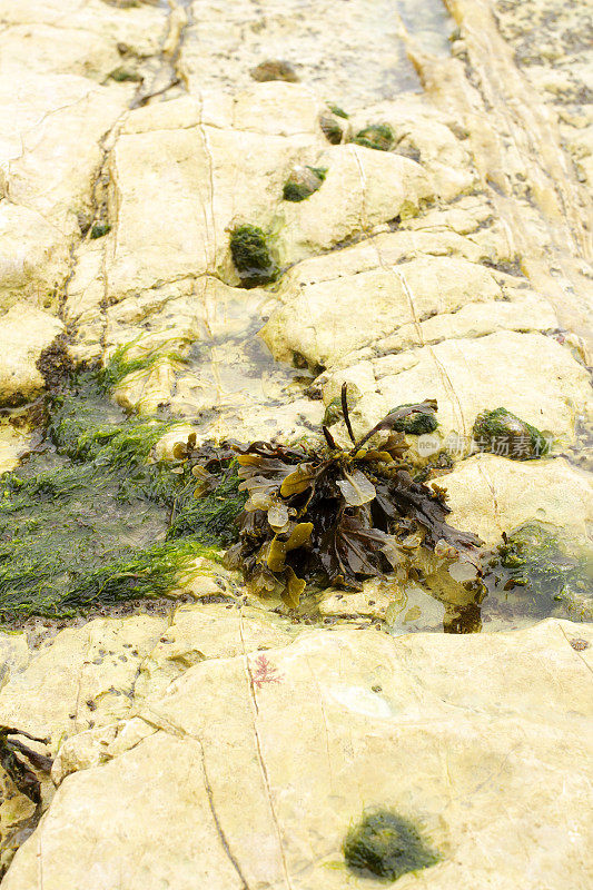 英国海滩上海藻的低视角