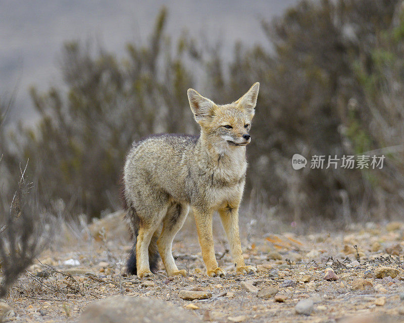 产于智利北部阿塔卡马沙漠的南美(阿根廷)灰狐狸