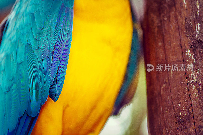 靠近一个色彩鲜艳的热带鸟类的宏观羽毛，复制空间背景