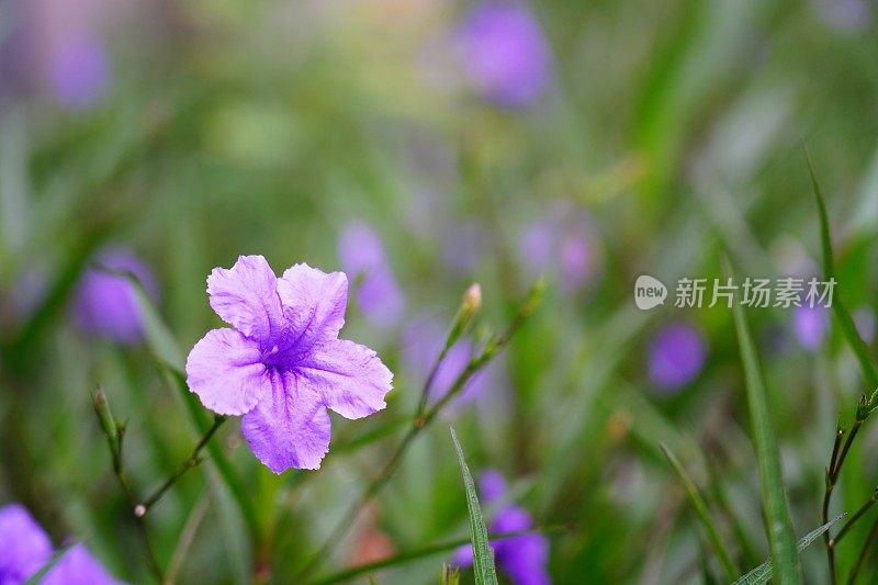 布里顿野生矮牵牛花植物美丽的紫色花瓣