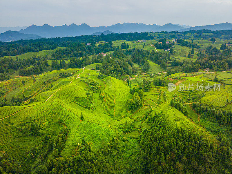 鸟瞰山上的茶园