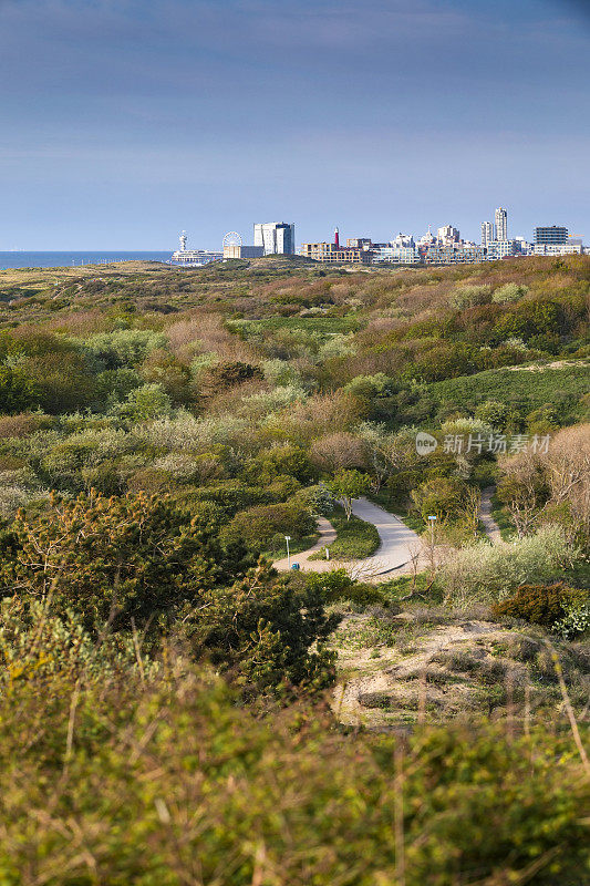 沿着海牙海岸的Westduinpark沙丘，背景是斯海弗宁根海滨度假胜地的天际线