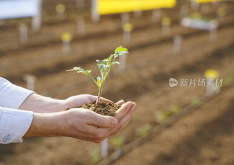 人手捧着温室里的番茄幼苗