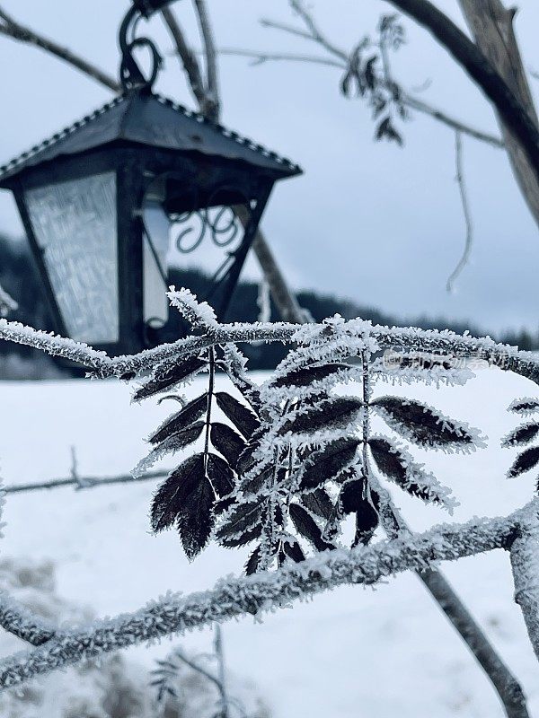 冰冻的树叶和雪中户外的灯