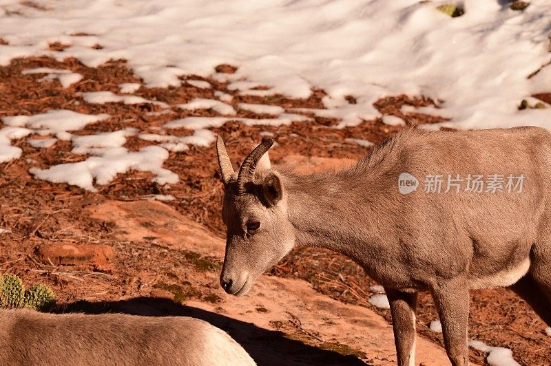 沙漠大角羊