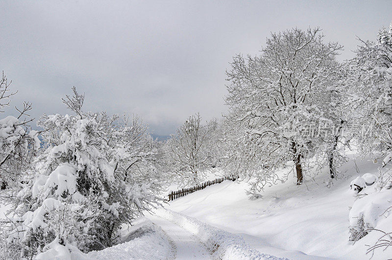 森林村下大雪