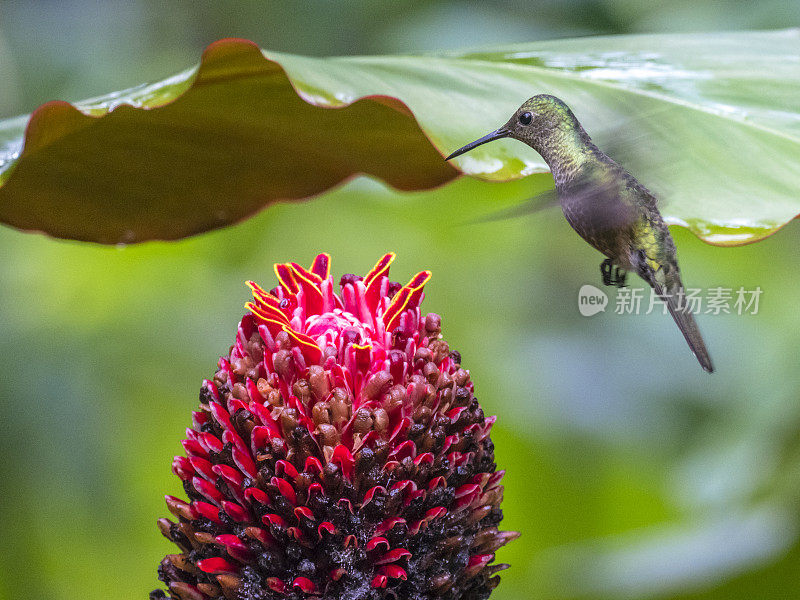 雌性红喉蜂鸟正在啄食红喉蜂鸟的花