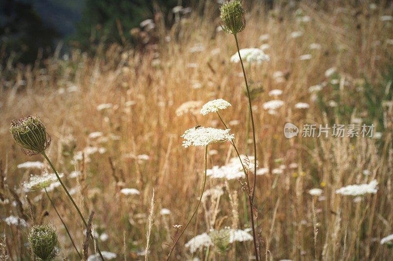 夏季草甸花浸泡