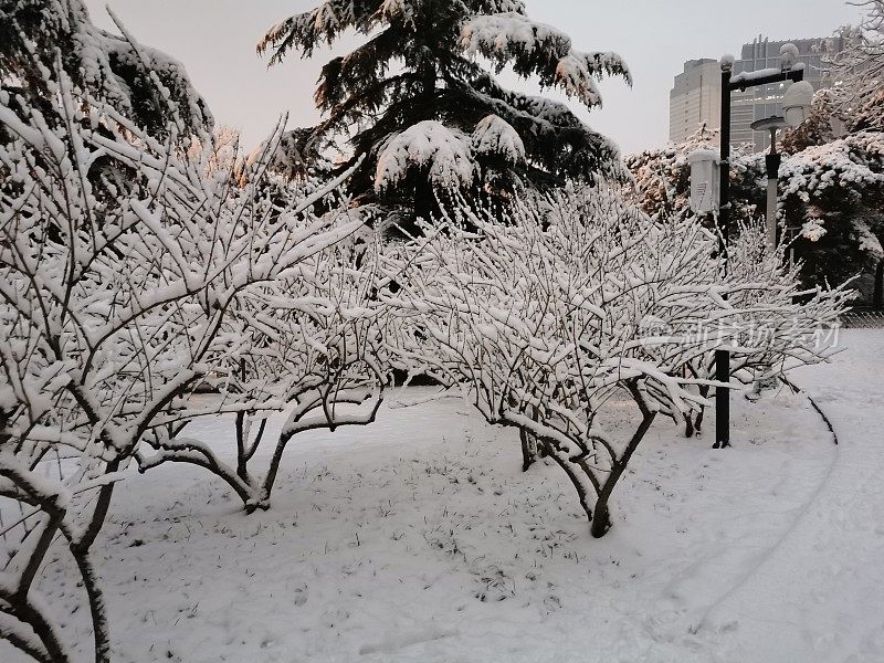 公园里的雪