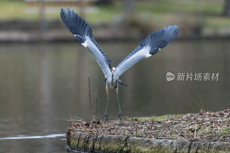 苍鹭