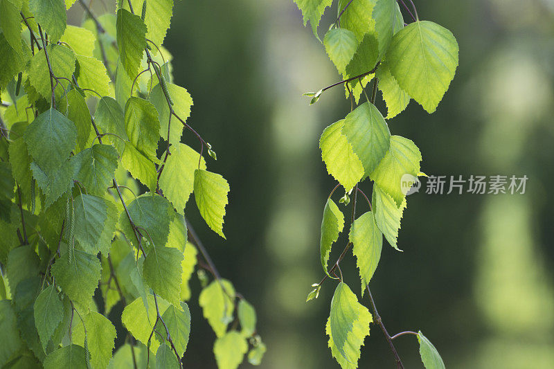 春天桦树的枝条上长着嫩叶。背景模糊，选择性聚焦。