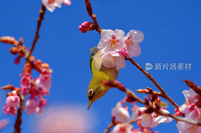 樱花和日本白眼