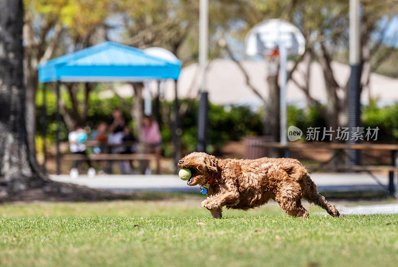 迷你金色涂鸦玩接球