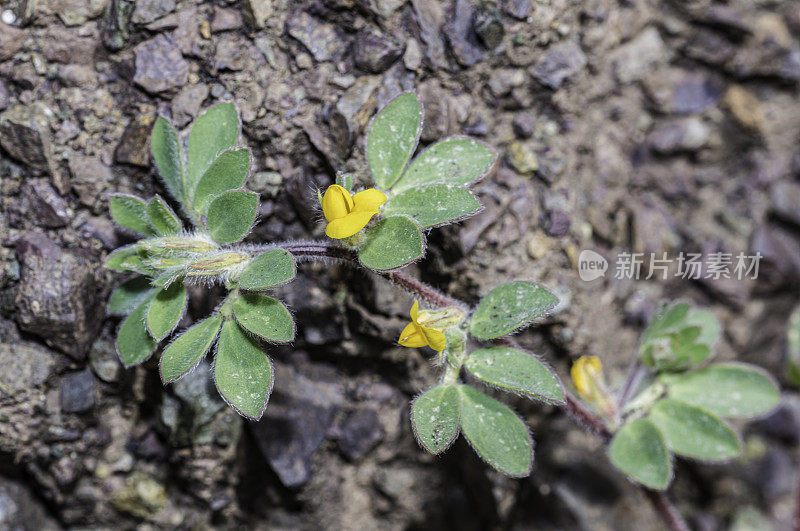 小叶扁豆(原名humistratus)是一种豆科植物，俗称deervetch。加州索诺玛县的间歇泉。蝶形花科。