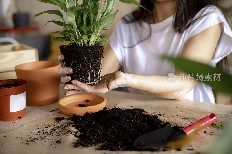 一个不知名的年轻白人妇女在家里照顾她的植物的特写