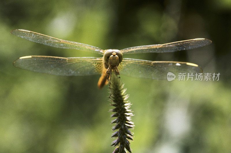 Insect-Dragonfly。