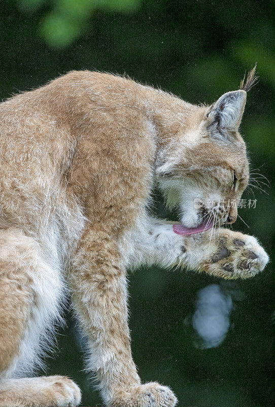 成年雄性欧亚山猫