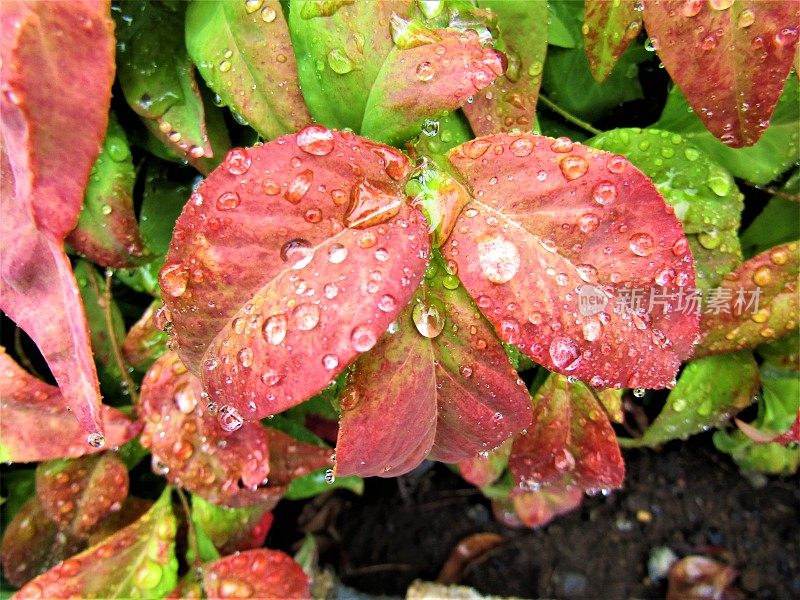 7月。雨天。滴在叶子上。