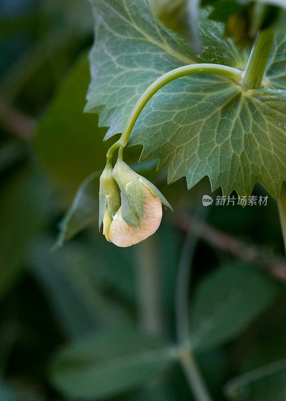 加拿大的菜园-白糖豆荚豌豆芽的特写，品种糖爸爸