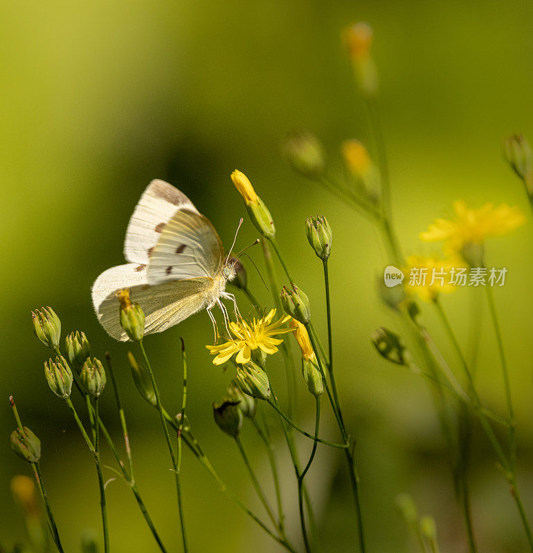 黄色花朵上的白色油菜花蝴蝶特写