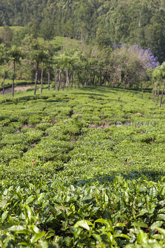 印度的茶叶种植园