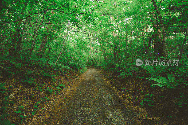 绿色落叶林中的一条长长的小路
