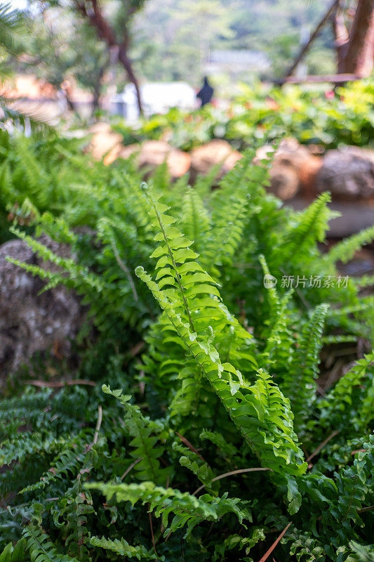 装饰后院的蕨类植物。