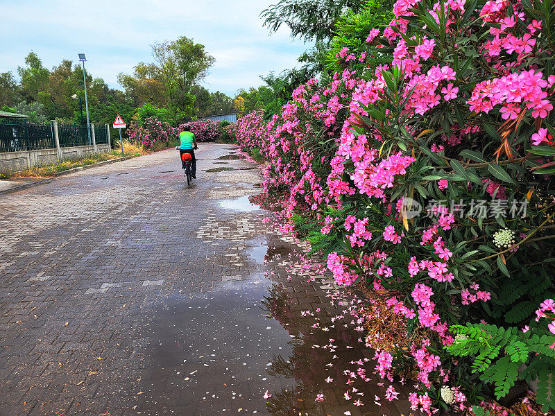 雨后潮湿的街道和粉红色的花朵