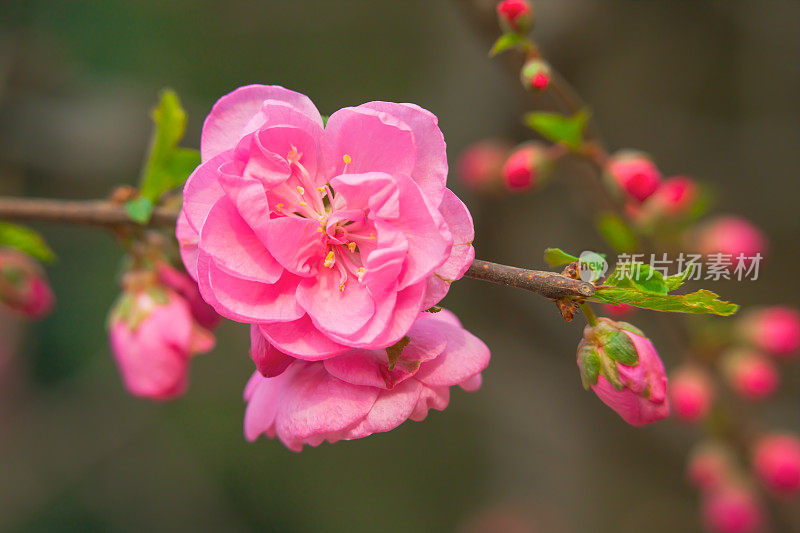 梅花在春天盛开