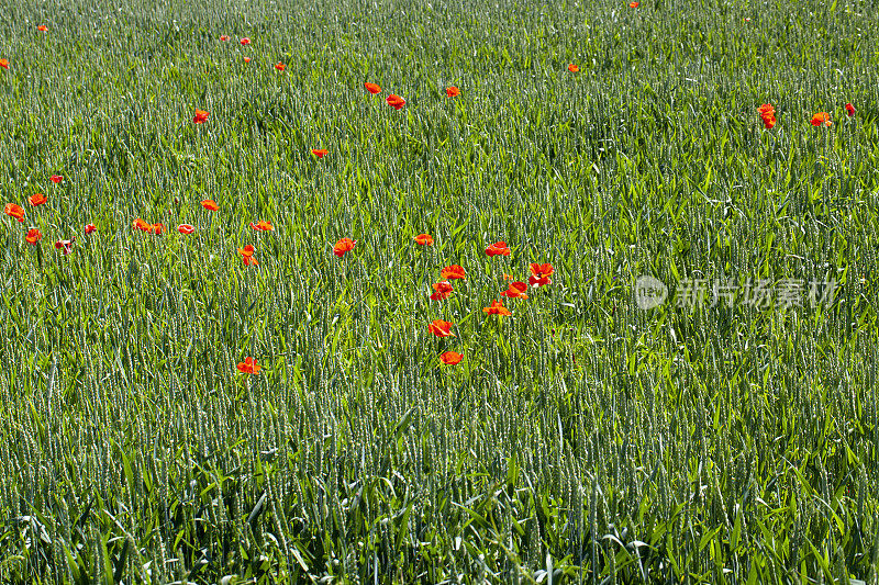 红色的罂粟生长在与谷物一起的农田里