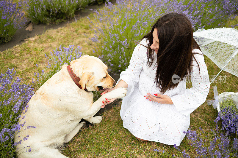 美丽的孕妇带着狗在薰衣草花田里