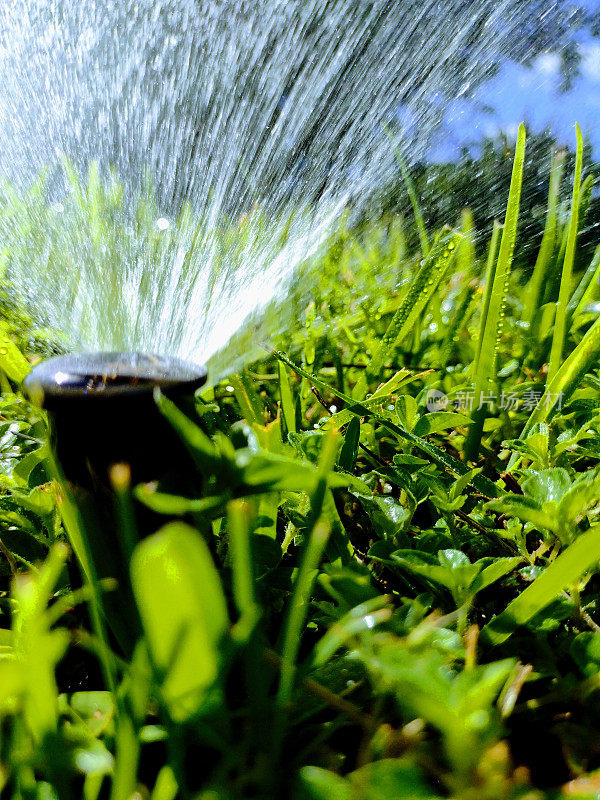 洒水喷头喷洒在杂草丛生的绿色草坪上