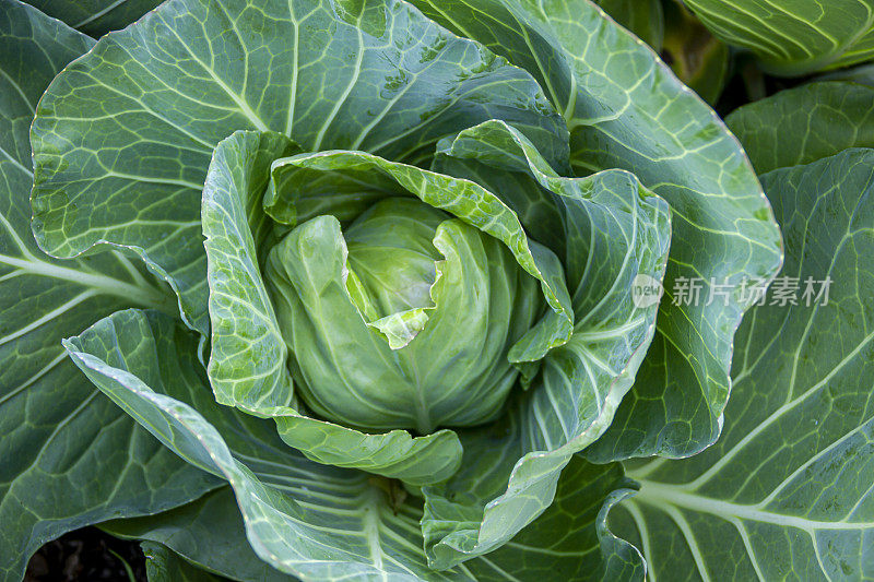 《花园里的卷心菜》的特写