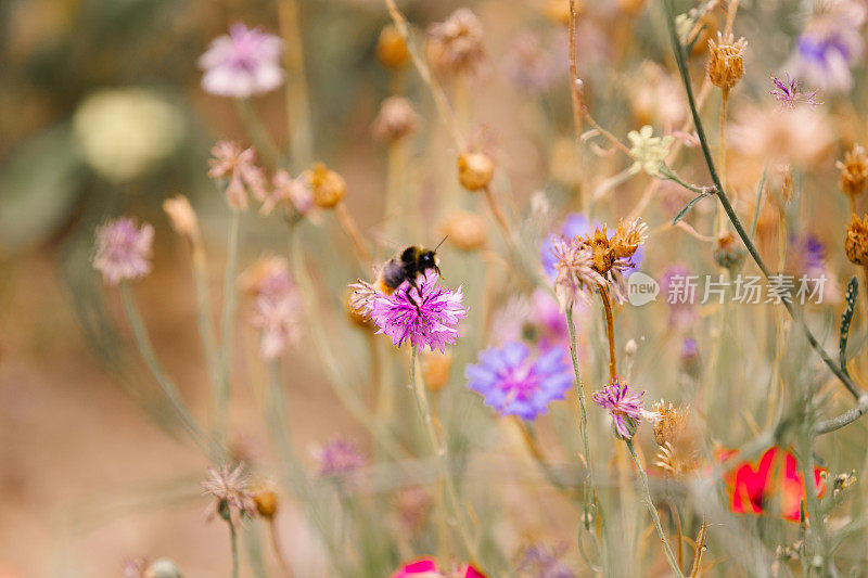 蜜蜂在草地上为野花授粉的特写