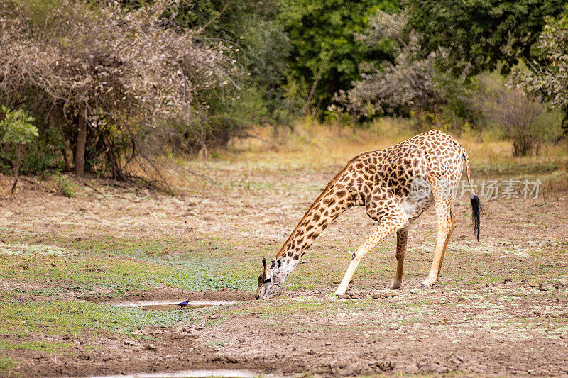 长颈鹿在开阔的地方喝水
