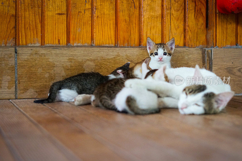 小猫的喂食时间