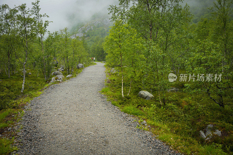 接近挪威布里克斯达尔冰川的山谷中的植被。