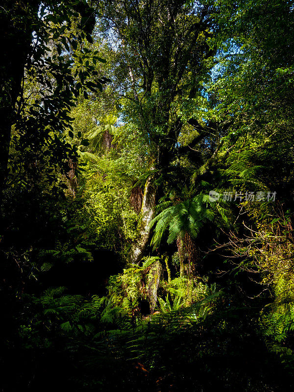 黑暗茂密的森林中有阳光的地方。拉基拉赛道，斯图尔特岛，新西兰。