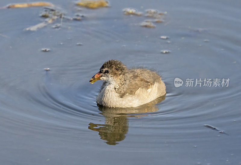 小格雷布在湖上