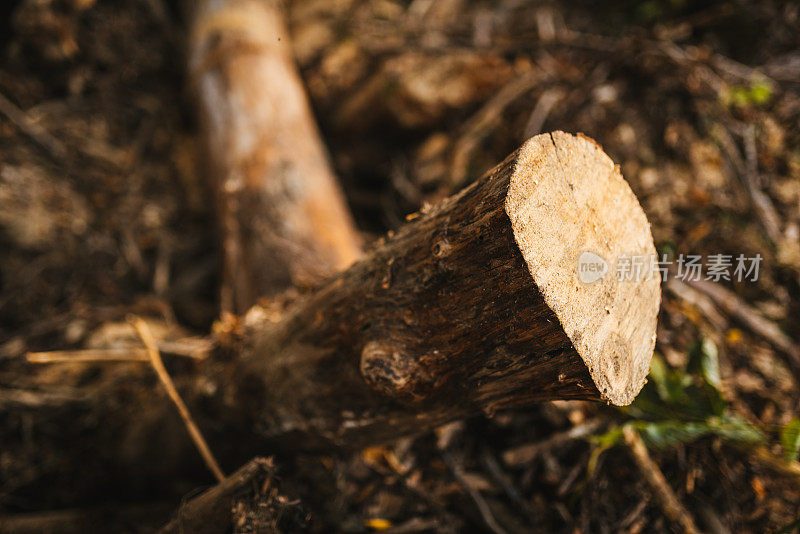 森林砍伐。森林里的树干。