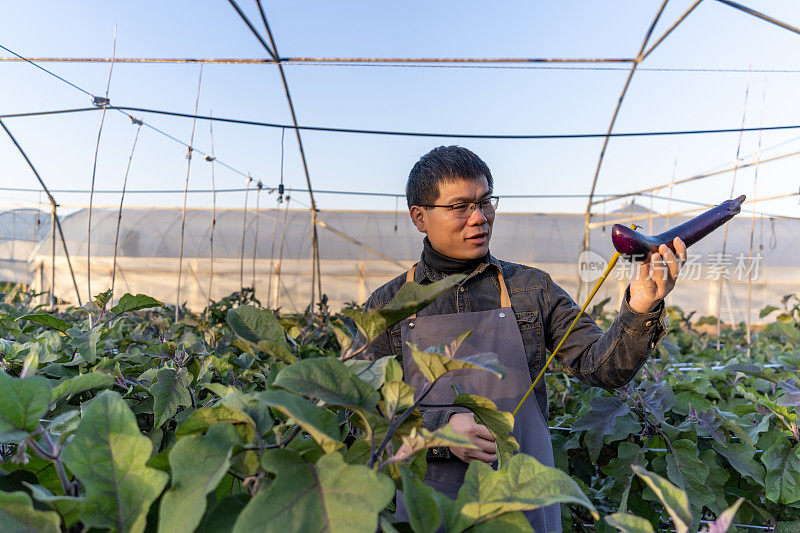 一个男农民在种植园里用卷尺测量茄子的长度