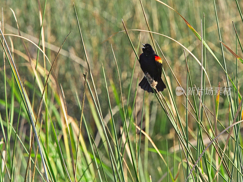 红翼黑鸟栖息在佛罗里达州维埃拉湿地的春天草中