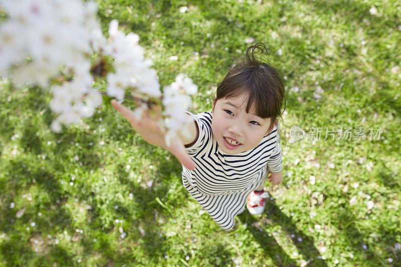 女孩伸手去摘樱桃树的花
