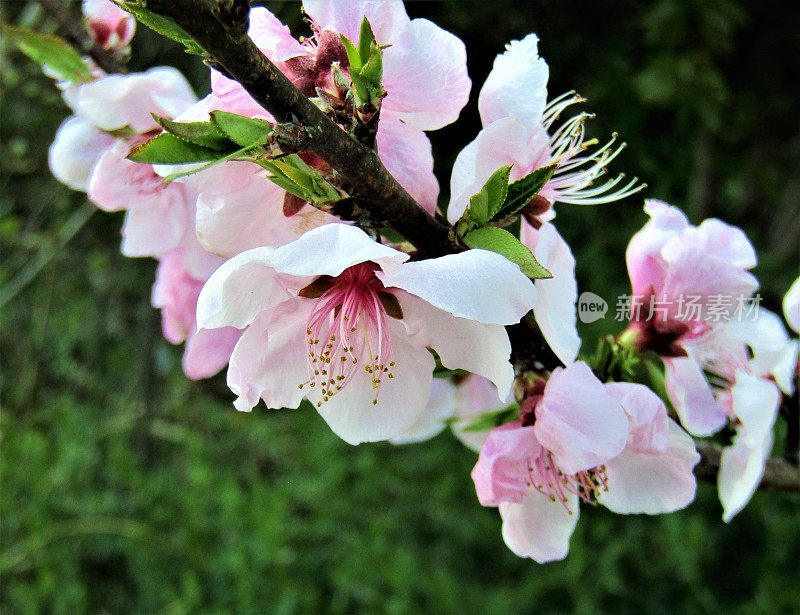 日本。4月。樱桃的花。