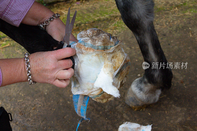 特写镜头:一名妇女正在治疗一匹马的脚，她用剪刀剪掉了一种膏药，这种膏药一直被用来把坏的东西从马的脚里抽出来，使它变好。