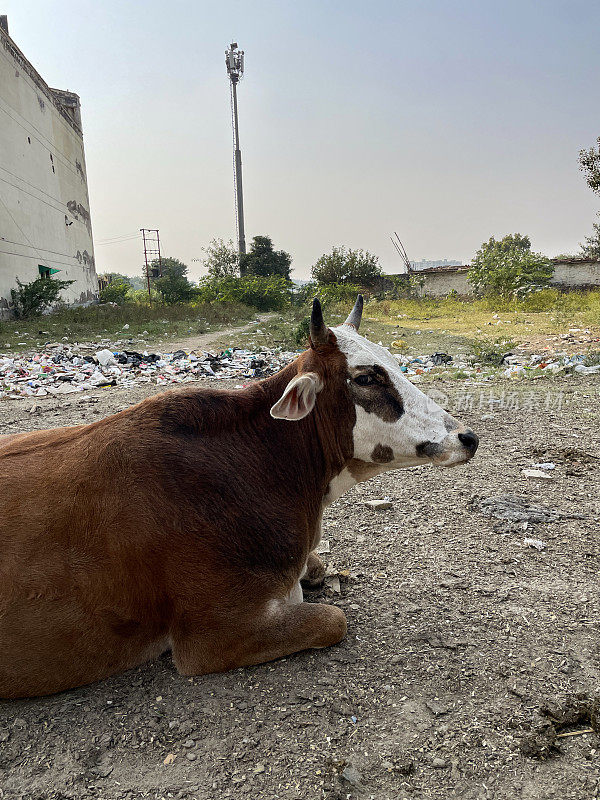 在居民区的荒地上，野生圣牛躺在垃圾和垃圾之间的特写图像，关注前景
