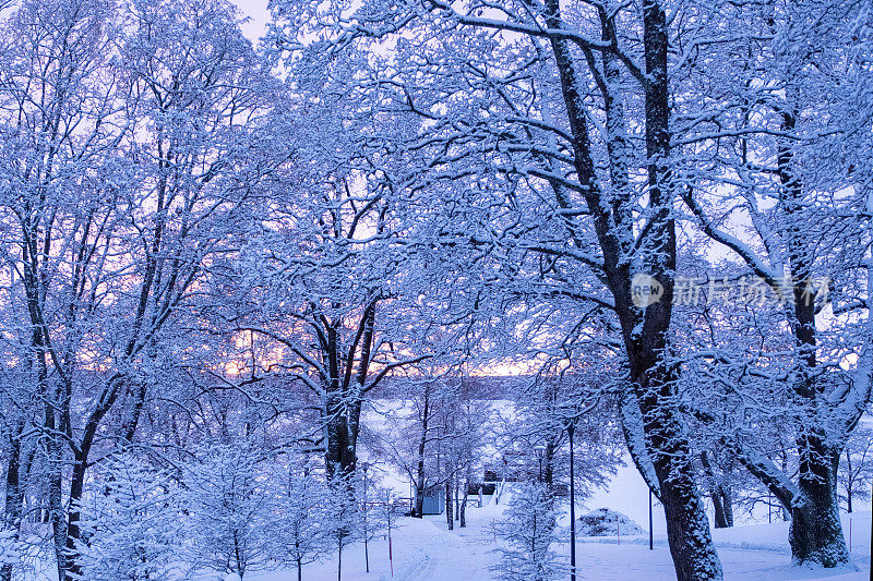 城市公园的冬季景观和积雪覆盖的树木