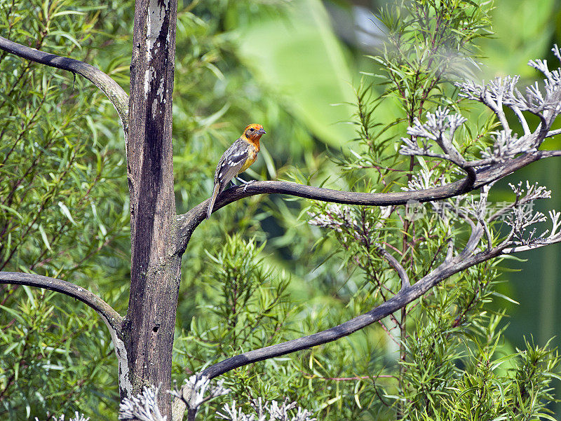 哥斯达黎加，树梢上的火红色唐纳鸟