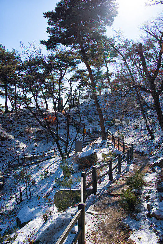 松树隧道通道